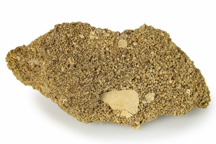 Fossil Bird Egg Shell - France #293710